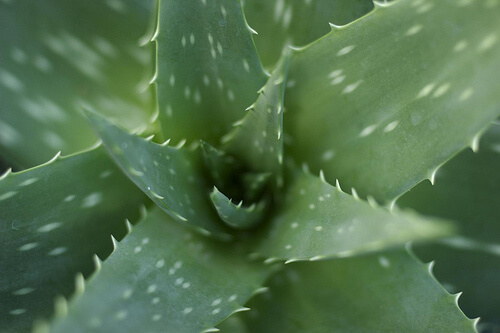 aloe vera bitkisi