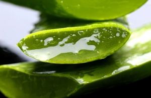 Aloe Vera Jeli ve Mucizevi Faydaları