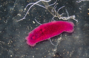 Parazit Sorunundan Kurtulmak İçin Doğal Çözümler