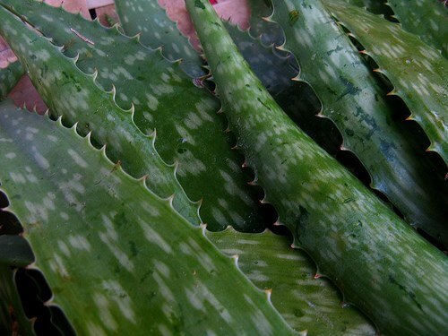 aloe vera