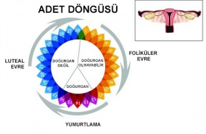 Adet Düzensizliğinin Nedenleri