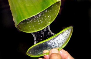 Kabızlık İçin Aloe Vera Nasıl Kullanılır?