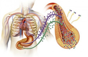 Tip 2 Diyabetin Nedenleri Nelerdir?