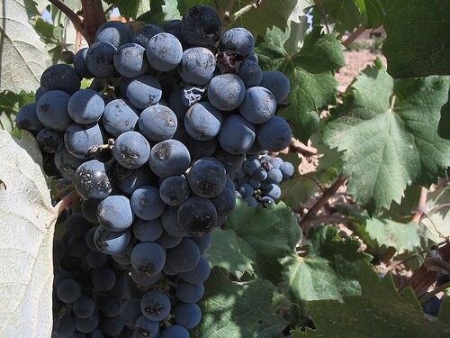 Selülite karşı tüketilebilecek besinler