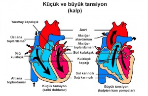 Kalp Hırıltısı Nedir?