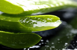 Aloe Vera Bitkisi: Canlandırıcı ve İyileştirici Şifalı Bitki
