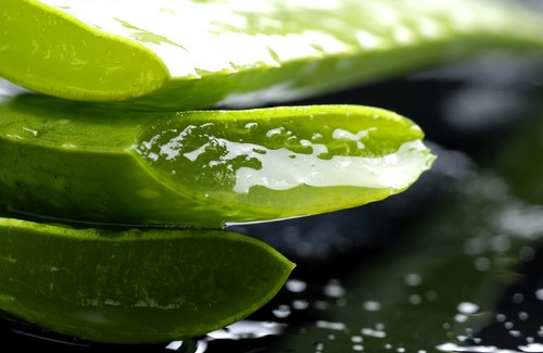 Aloe Vera, Canlandırıcı ve İyileştirici Bir Şifalı Bitki Aloe Vera, Canlandırıcı ve İyileştirici Bir Şifalı Bitki
