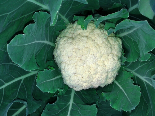 Cauliflower tr