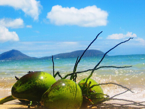 tropikal ada hindistan cevizi