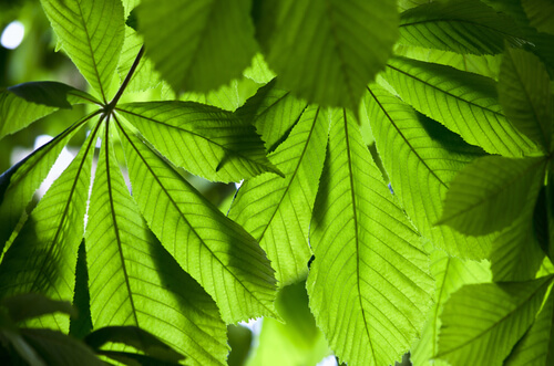 vücüdu arındırıcı etkili atkuyruğu