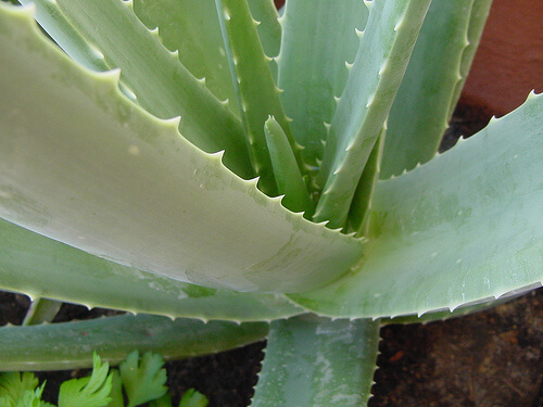 aloe vera