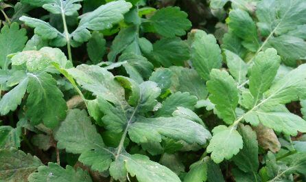 karaciğeri temizleyen kırlangıçotu