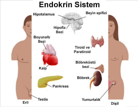 endokrin sistem