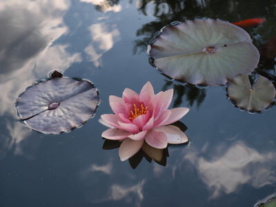 su üstünde çiçek