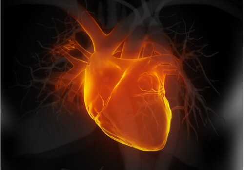 kalp organı