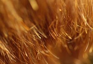 Kırık Saç Uçları İçin Ev Yapımı Çözümler