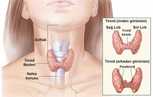 Hormonal Bozukluklar, Belirtileri ve Nedenleri