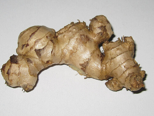 zencefil5