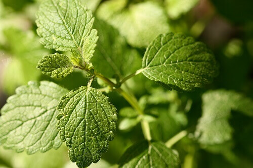 şifalı bitki melisa