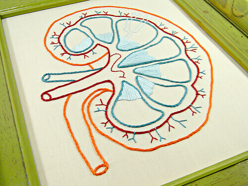 böbrek organı çizim