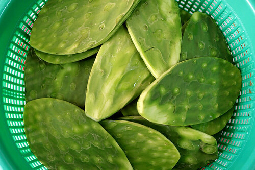 nopal-1