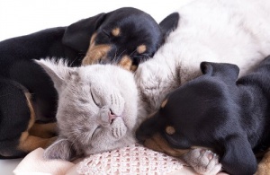 Evcil Hayvanlar Neden Sağlığa Bu Kadar Faydalı?