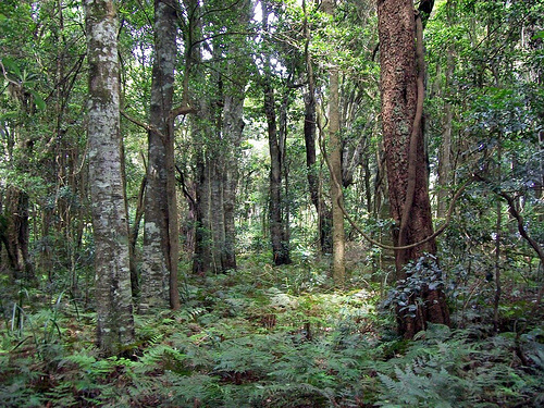 ormanlık alanda yeşil ağaçlar