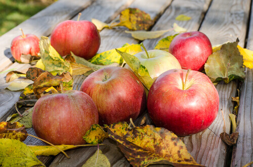 tahta masa elmalar sonbahar 
