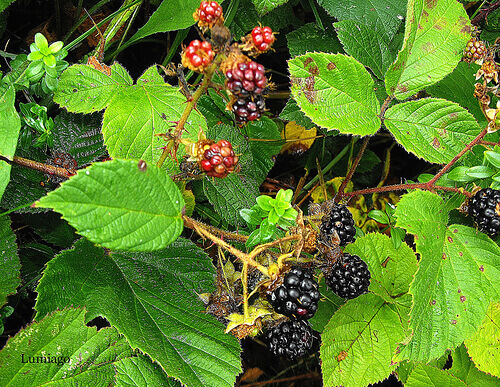 kanser tedavisinde böğürtlen