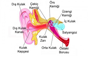 Kulak Ağrısı İçin Ev Yapımı Çözümler