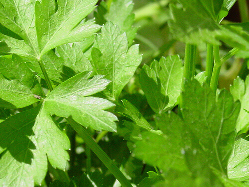 parsley