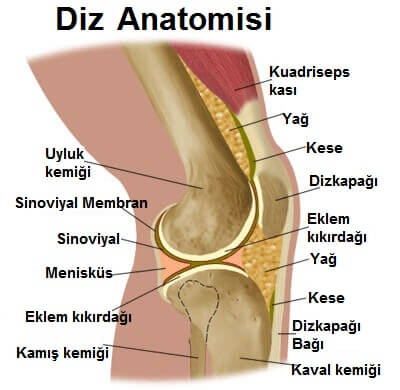 diz ağrısı