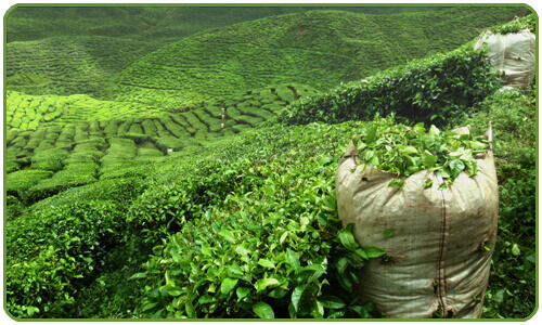 karaciğerinizi doğal yoldan temizlemek için yeşil çay