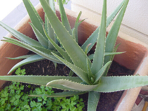 aloe vera
