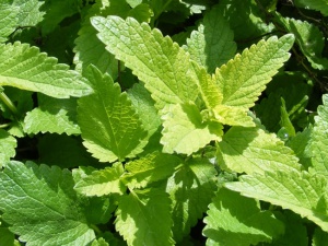 uykusuzluk için melisa çayı