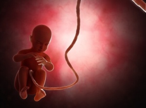 İklim Değişikliği Erkek Bebeklerin Sayısını Etkileyebilir