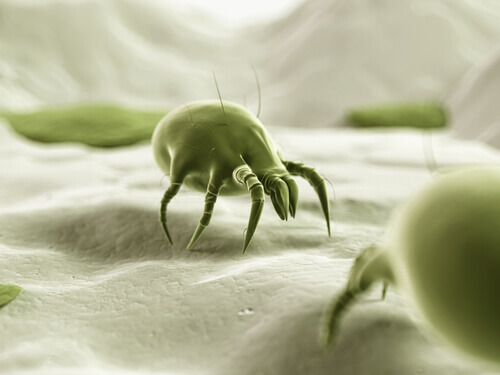 mayt yeşil mikroplar
