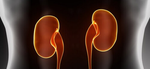 Böbrek Sağlığı İçin En Faydalı Sebzeler