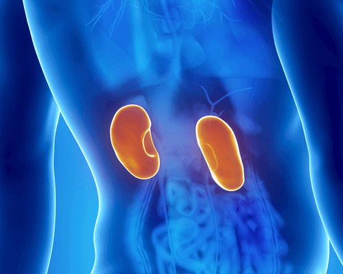 Böbrek Sorunlarının 8 Belirtisi
