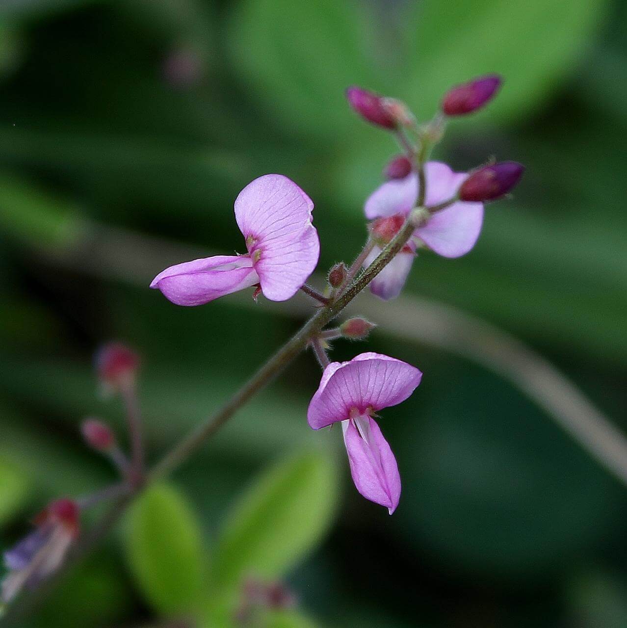 Desmodium adscendens