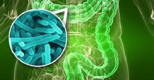 Sibo Hastalığı: İnce Bağırsakta Aşırı Bakteri Çoğalması