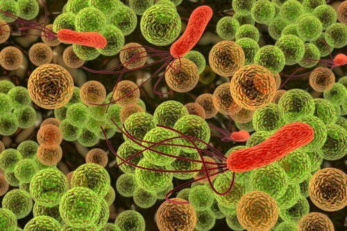 sibo hastalığı bağırsak bakterileri