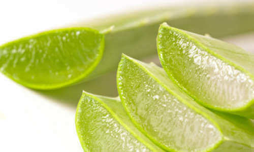 aloe vera bitkisi