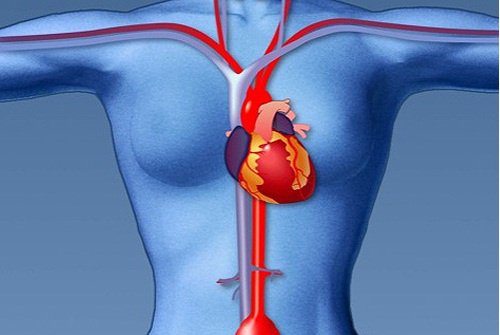 kalp şeması