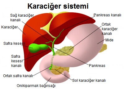 karaciğer sistemi
