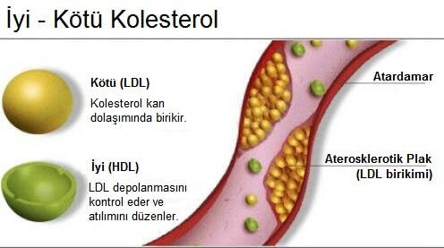 kolesterol şeması