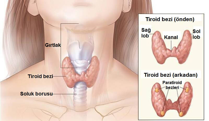 Hipotiroid için Hindistan Cevizi Suyu