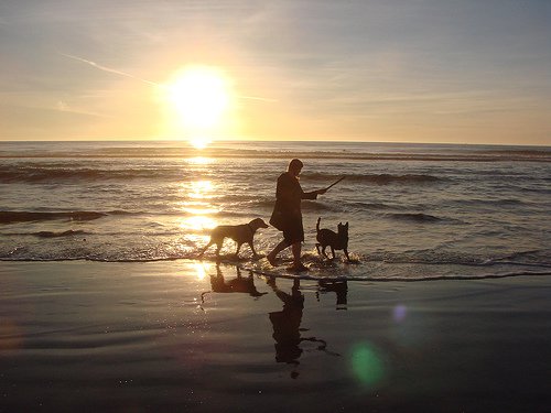 denizde iki köpekle oynayan insan