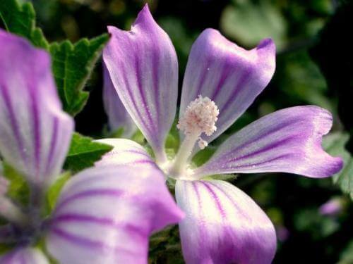 harpagopitum