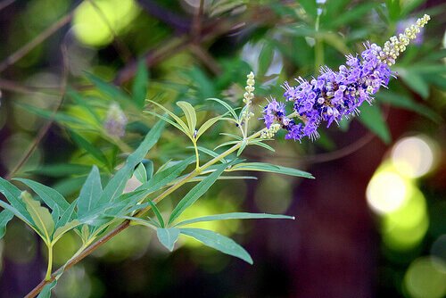 hayıt-vitex-agnus-castus